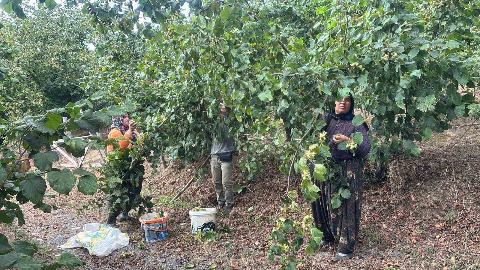 Fındık üreticileri hasat yapmaya başladı 