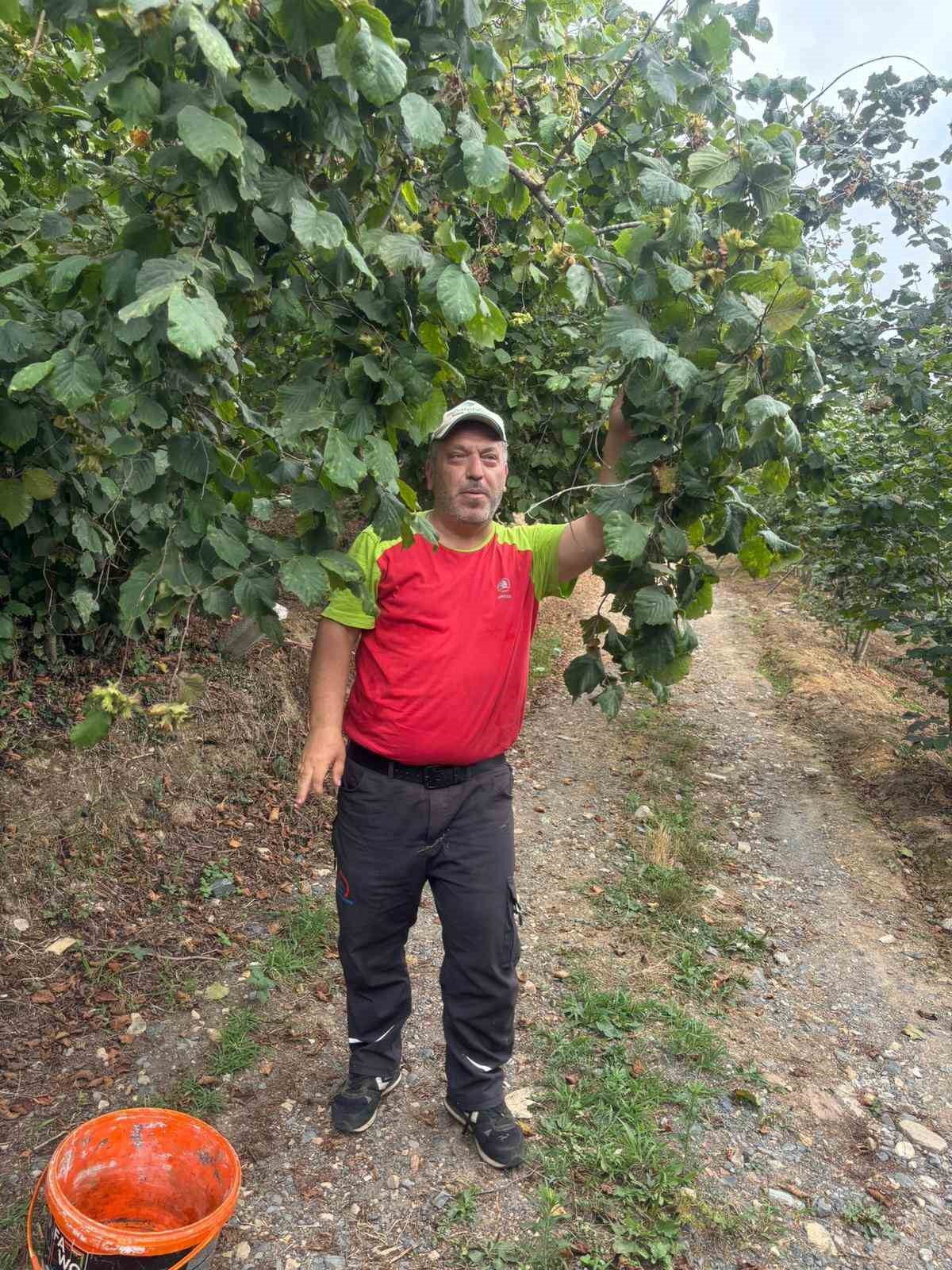 Fındık üreticileri hasat yapmaya başladı 