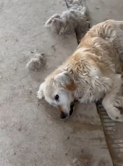 Gümüşhane’de belediyeye ait hayvan barınağında köpeklerin açlık ve susuzluktan öldüğü iddiası 