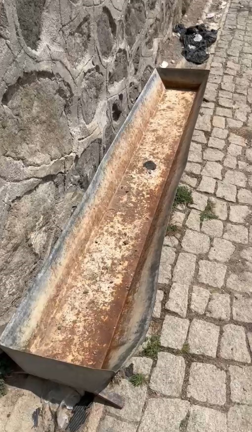 Gümüşhane’de belediyeye ait hayvan barınağında köpeklerin açlık ve susuzluktan öldüğü iddiası 