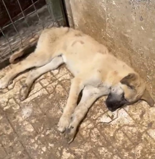Gümüşhane’de belediyeye ait hayvan barınağında köpeklerin açlık ve susuzluktan öldüğü iddiası 