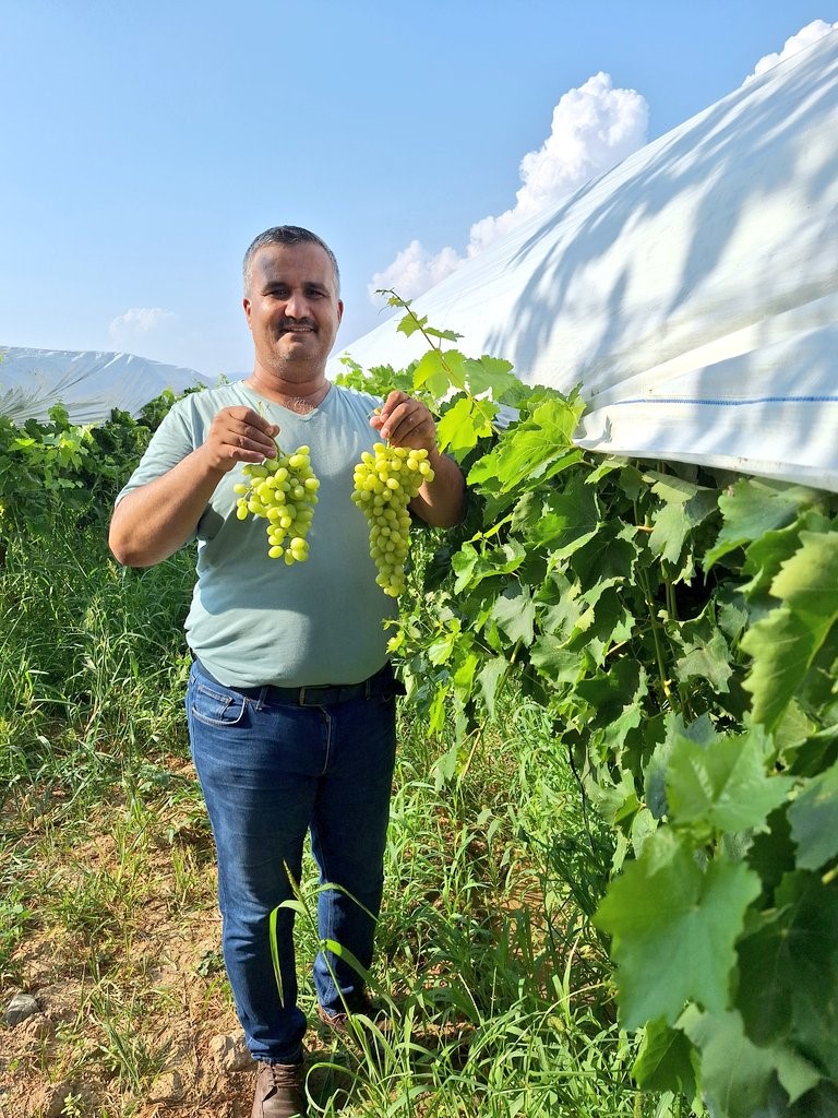 Sultaniye üzüm sezonu açıldı, üreticiler sosyal medyada tanıtıma başladı 