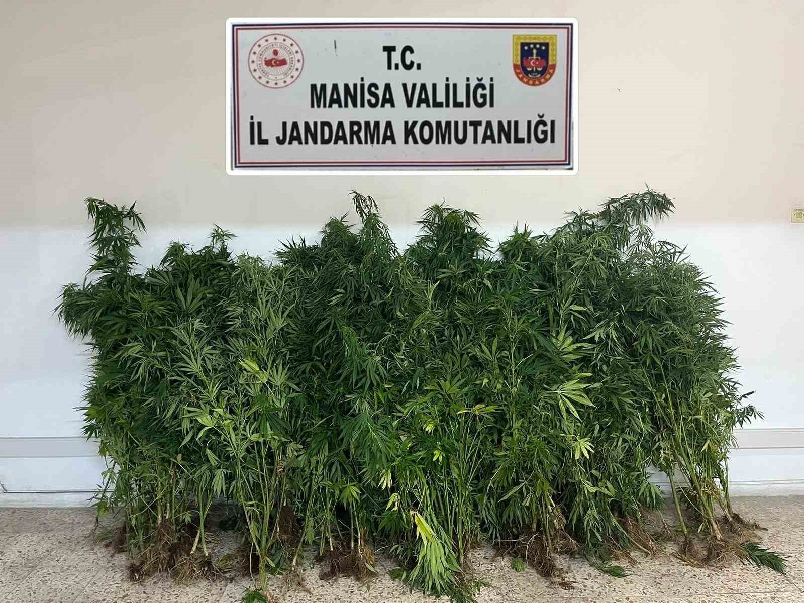 Gördes’te 167 kök Hint keneviri ele geçirildi 