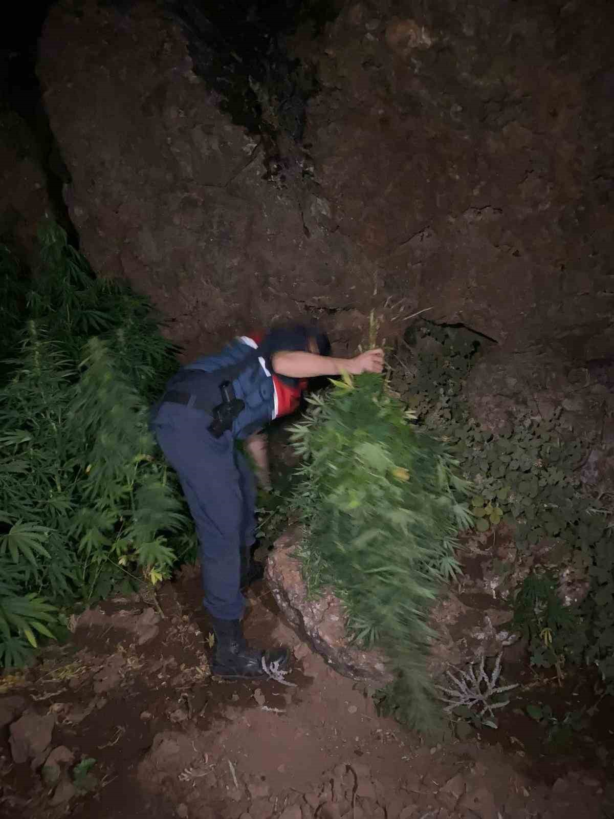 Gördes’te 167 kök Hint keneviri ele geçirildi 
