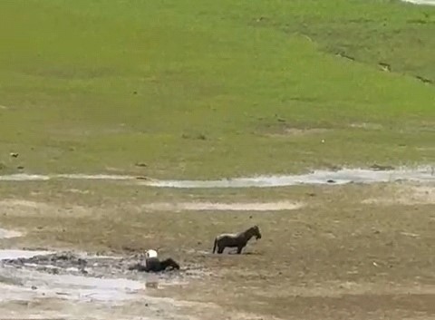 Katırlarını kurtarmak isterken kendisi de battı 