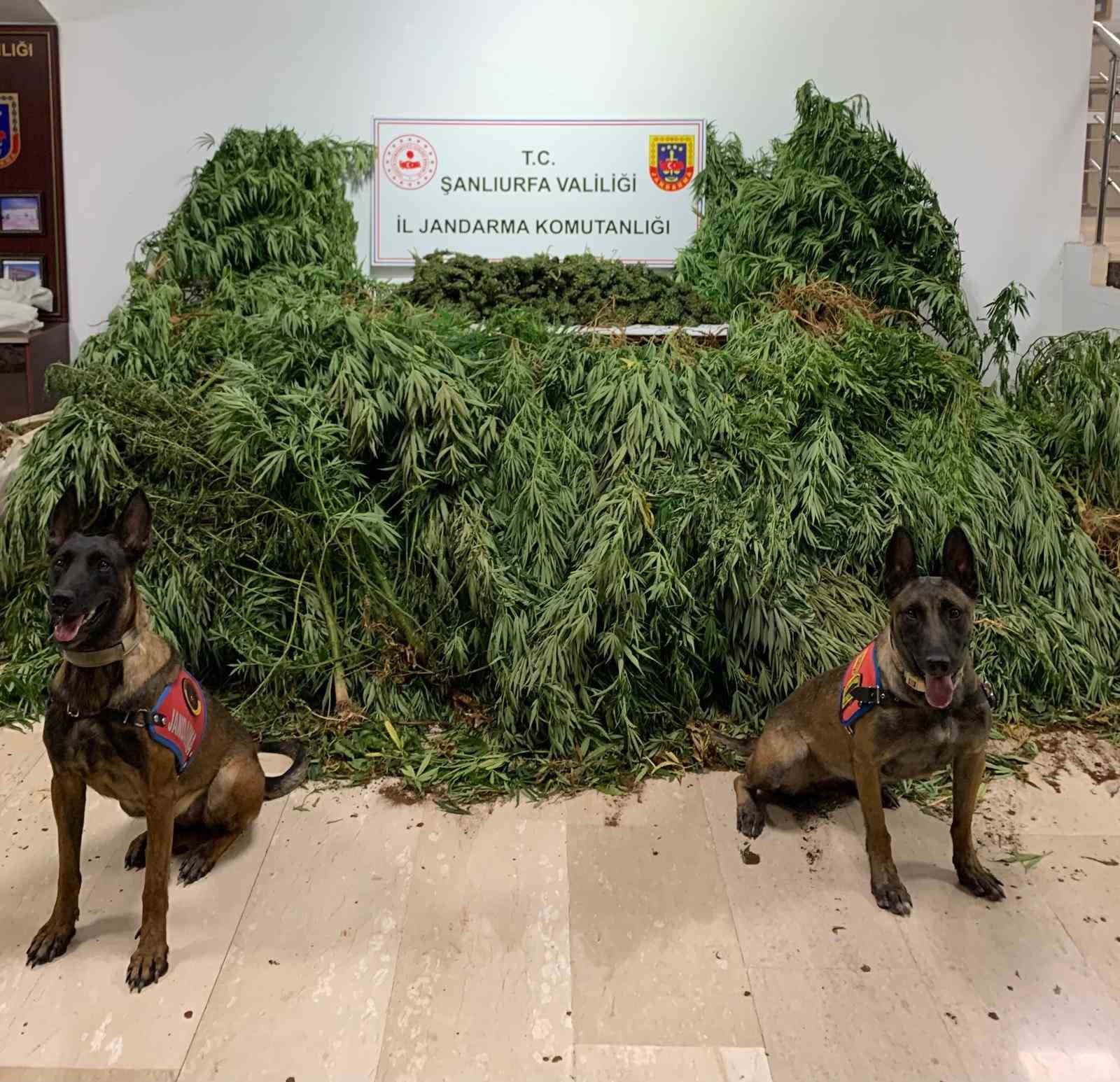 Şanlıurfa’da 11 kilo 200 gram esrar ele geçirildi
