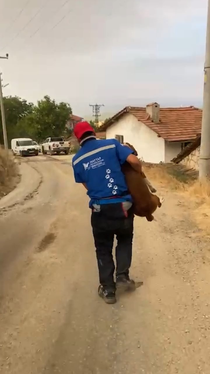 Yangından kurtarılan ’Bıdık’ Emekli Hayvanlar Çiftliği’ne sığındı 