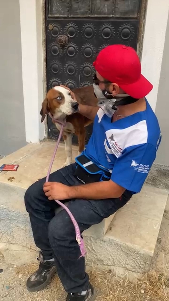Yangından kurtarılan ’Bıdık’ Emekli Hayvanlar Çiftliği’ne sığındı 