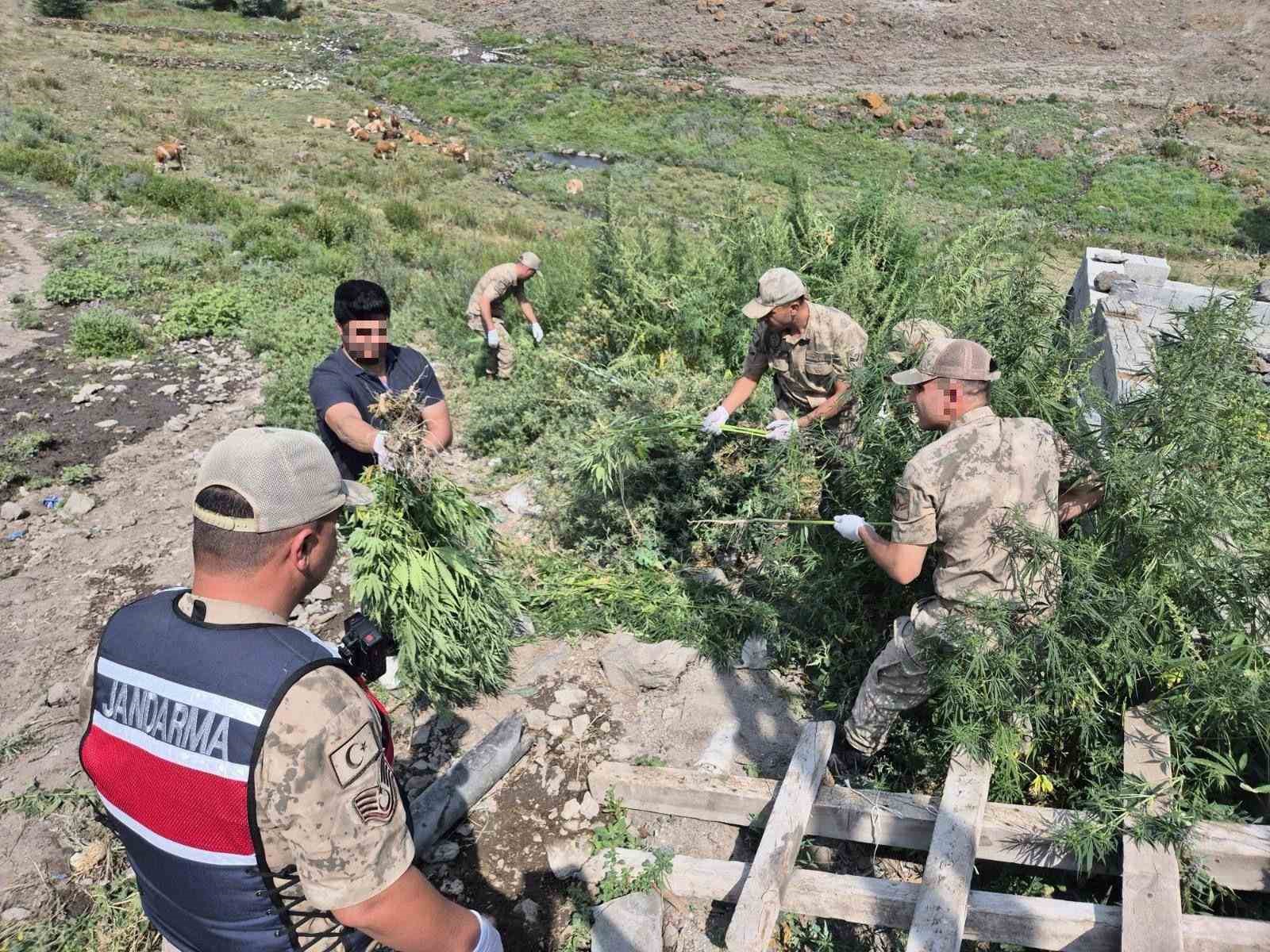 Kars’ta 42 bin 658 kök kenevir ele geçirildi 