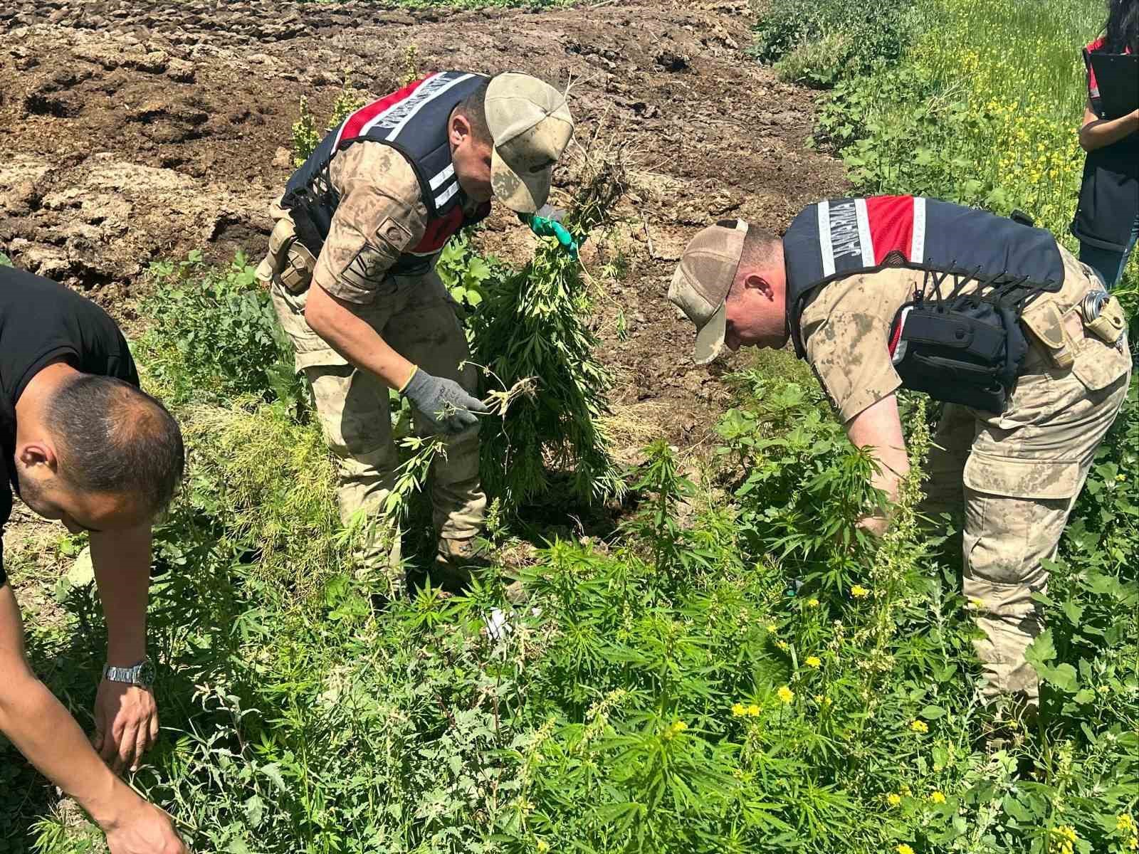 Kars’ta 42 bin 658 kök kenevir ele geçirildi 