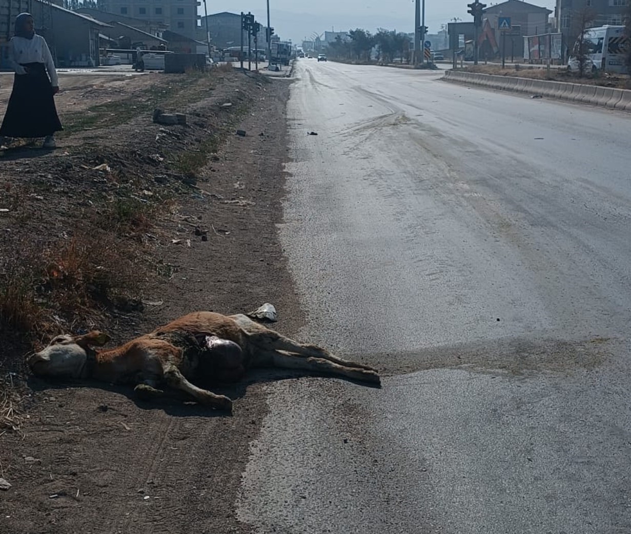 Kamyonetin çarptığı buzağı telef oldu 