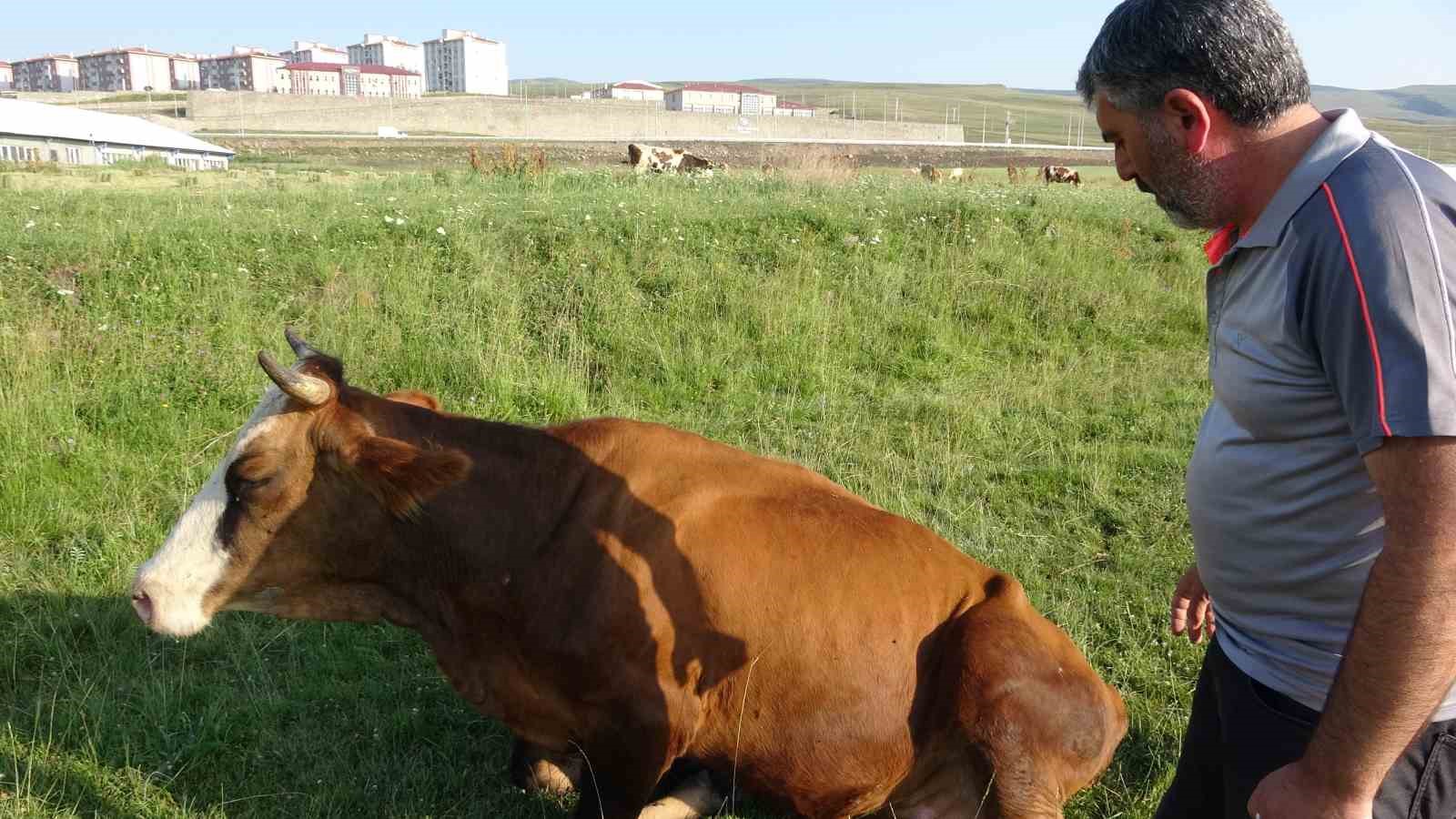 Ardahan’da şap korkusu 