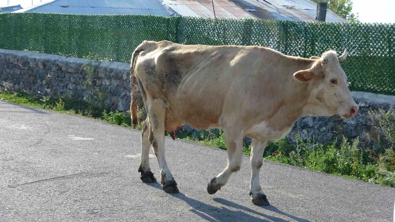 Ardahan’da şap korkusu 