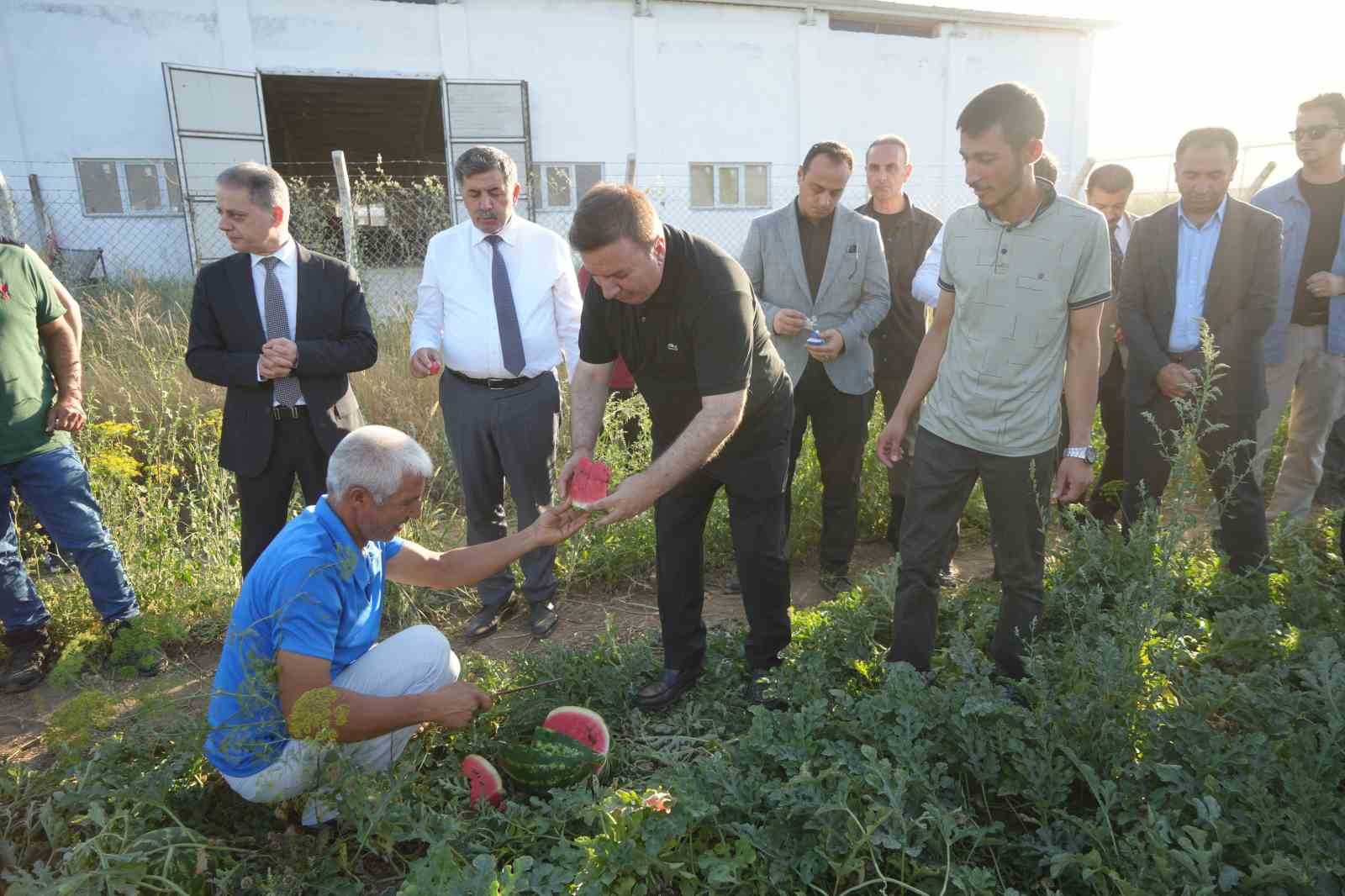 Erzincan’ın bereketli topraklarında üretilen karpuzun hasadı başladı 