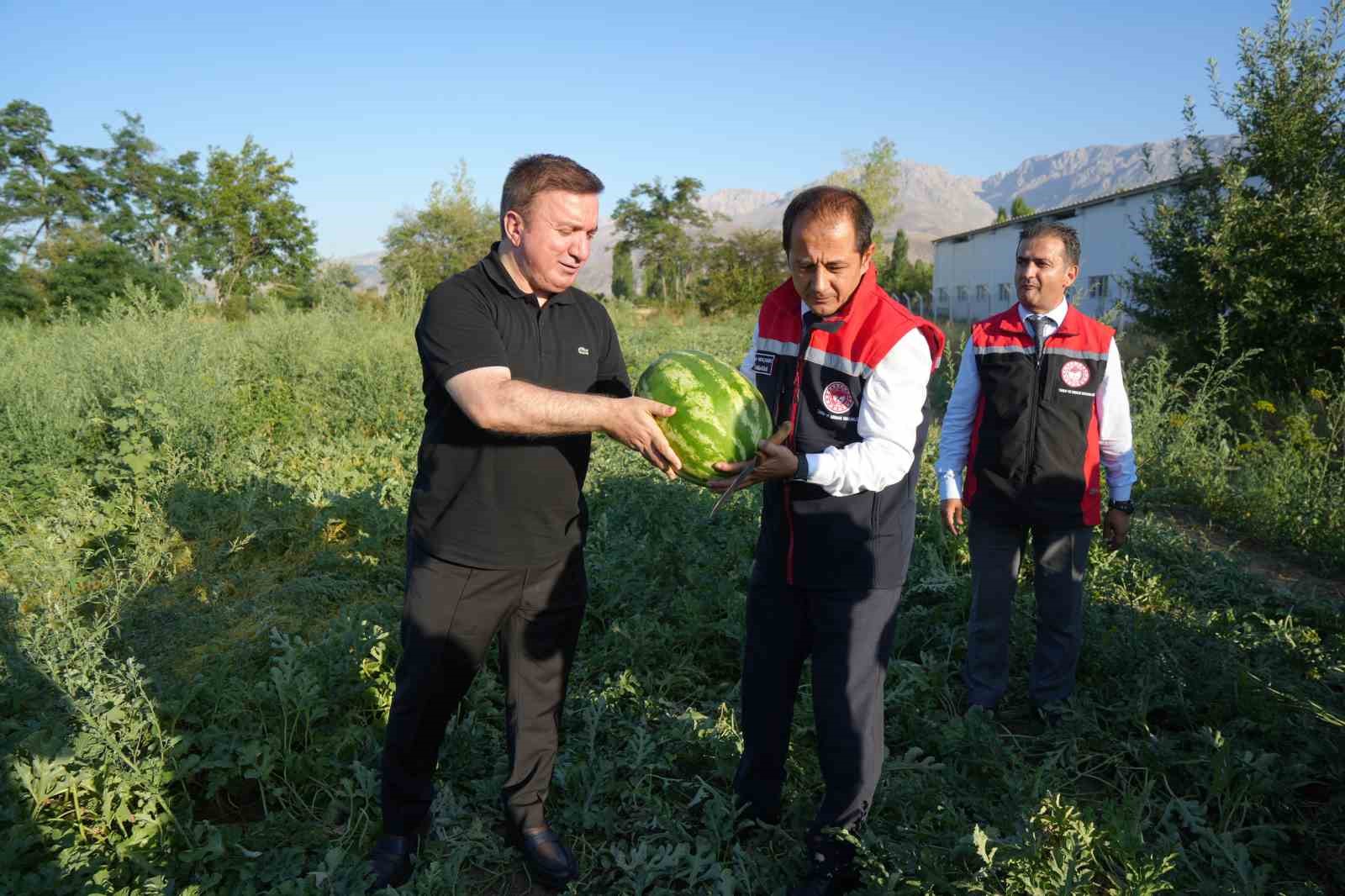 Erzincan’ın bereketli topraklarında üretilen karpuzun hasadı başladı 