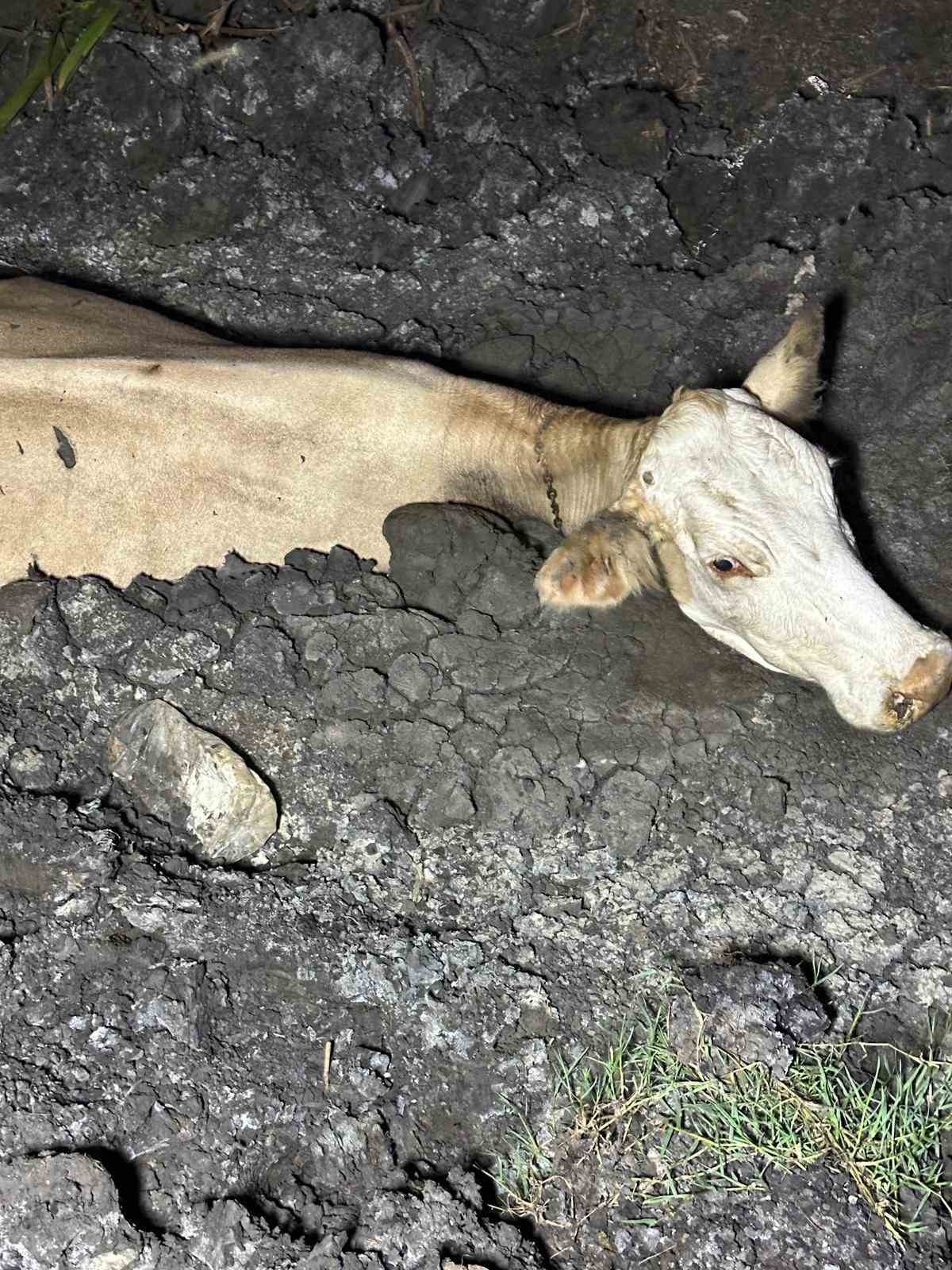 Zonguldak’ta kaybolan büyükbaş hayvan bataklıkta bulundu 