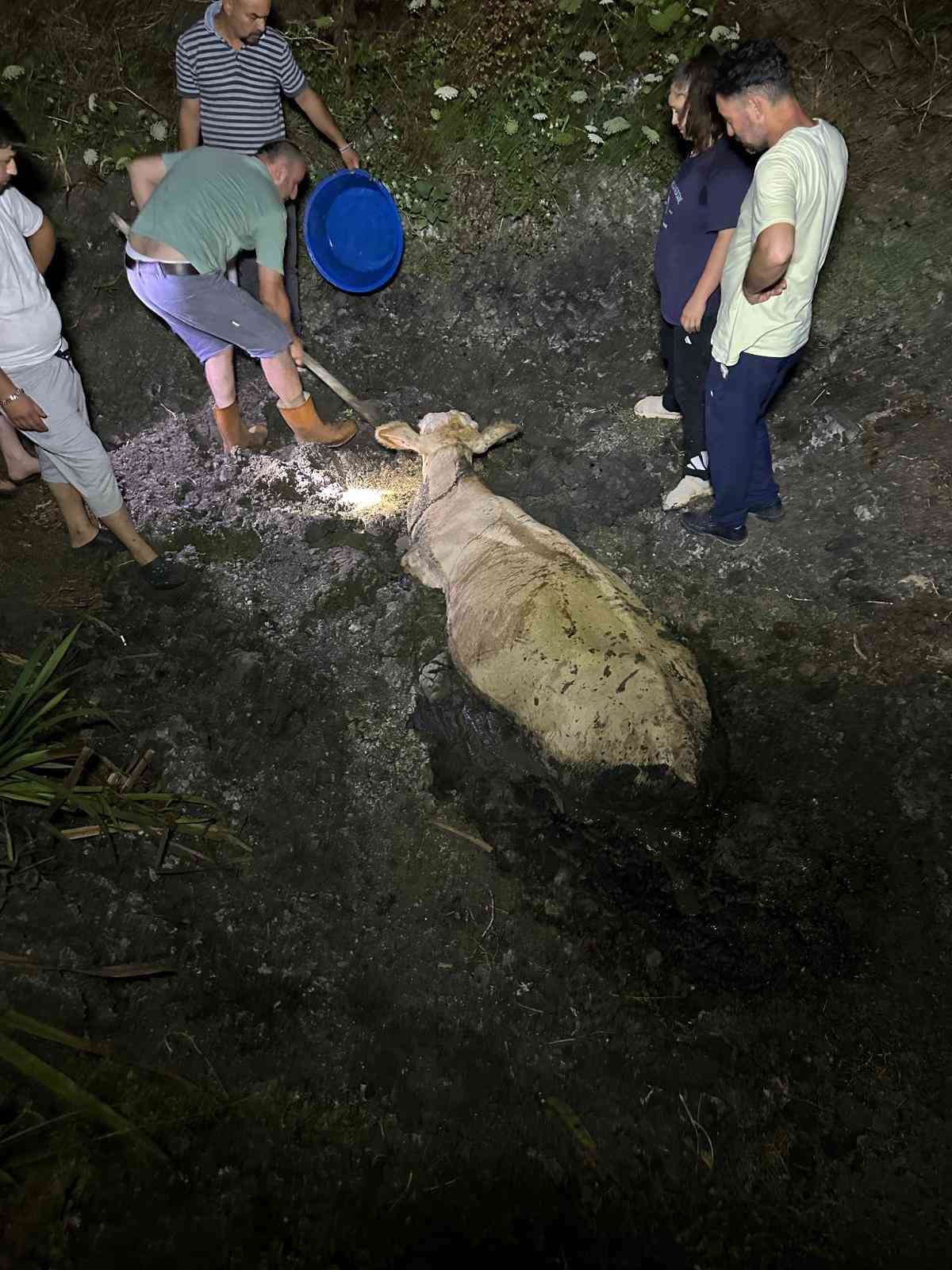Zonguldak’ta kaybolan büyükbaş hayvan bataklıkta bulundu 