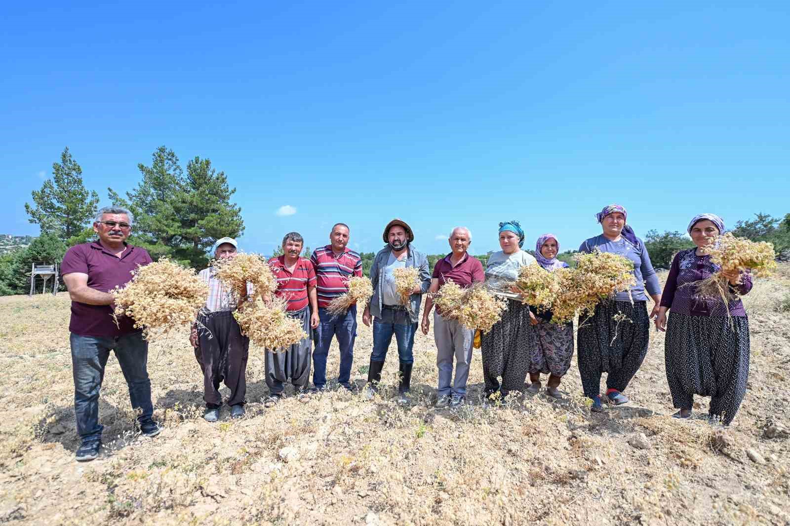 Gülnar’da atalık tohum desteğiyle üretilen nohutlar hasat edildi 
