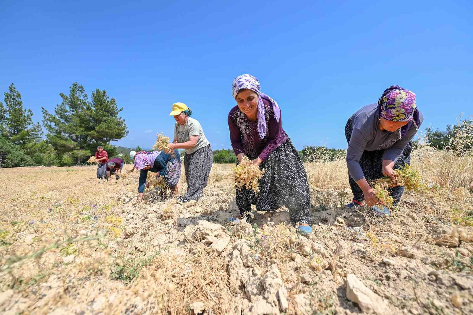 Gülnar’da atalık tohum desteğiyle üretilen nohutlar hasat edildi 