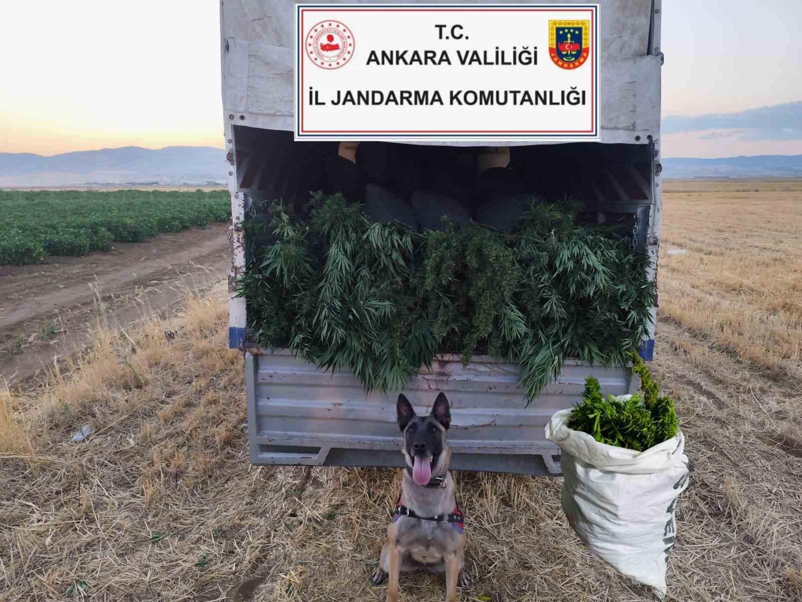 Ankara’da arazilerine skunk eken 2 kişi gözaltına alındı