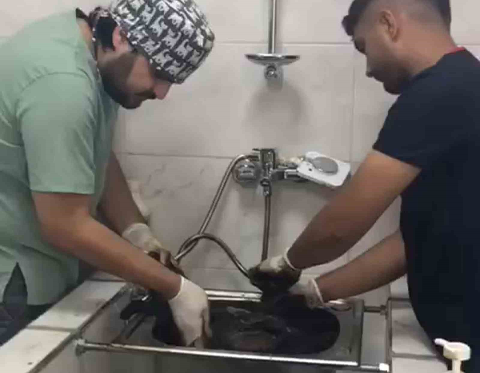Zifte bulanan yavru köpek rehabilitasyon merkezinde yaşama tutundu 