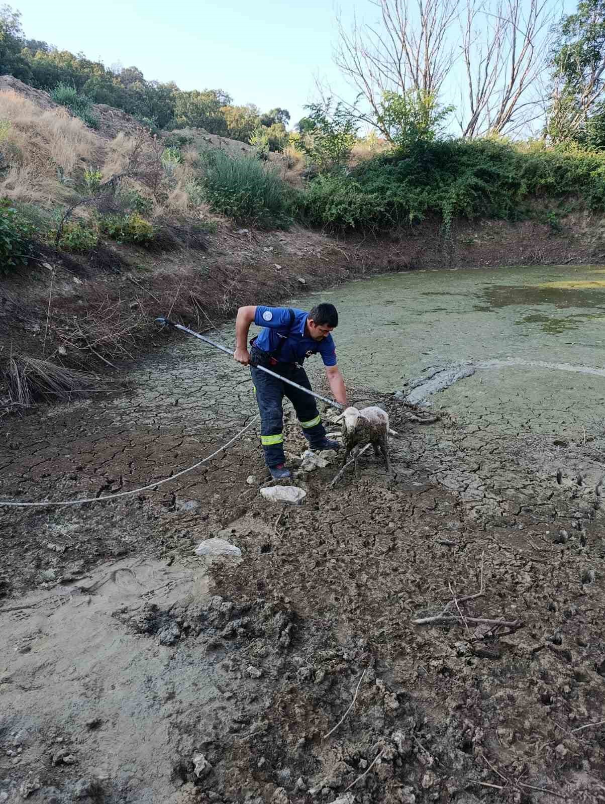 Balçıkta mahsur kalan kuzu operasyonla kurtarıldı 