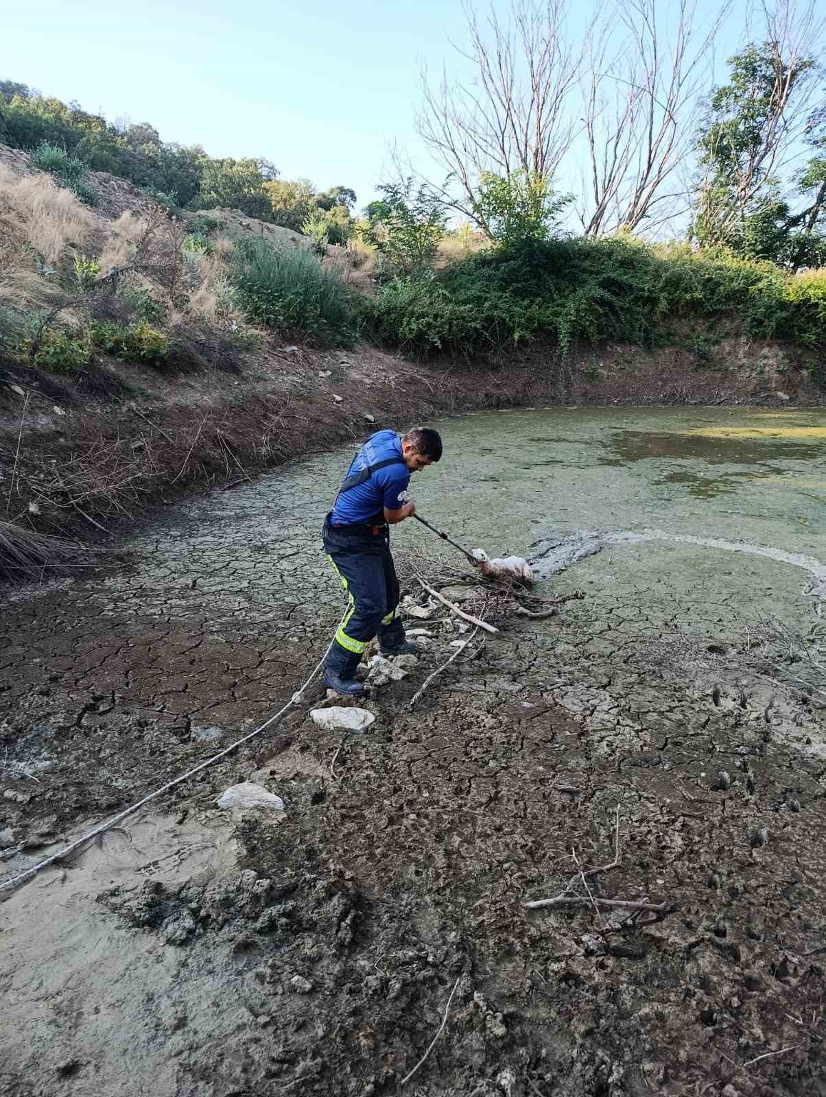 Balçıkta mahsur kalan kuzu operasyonla kurtarıldı 