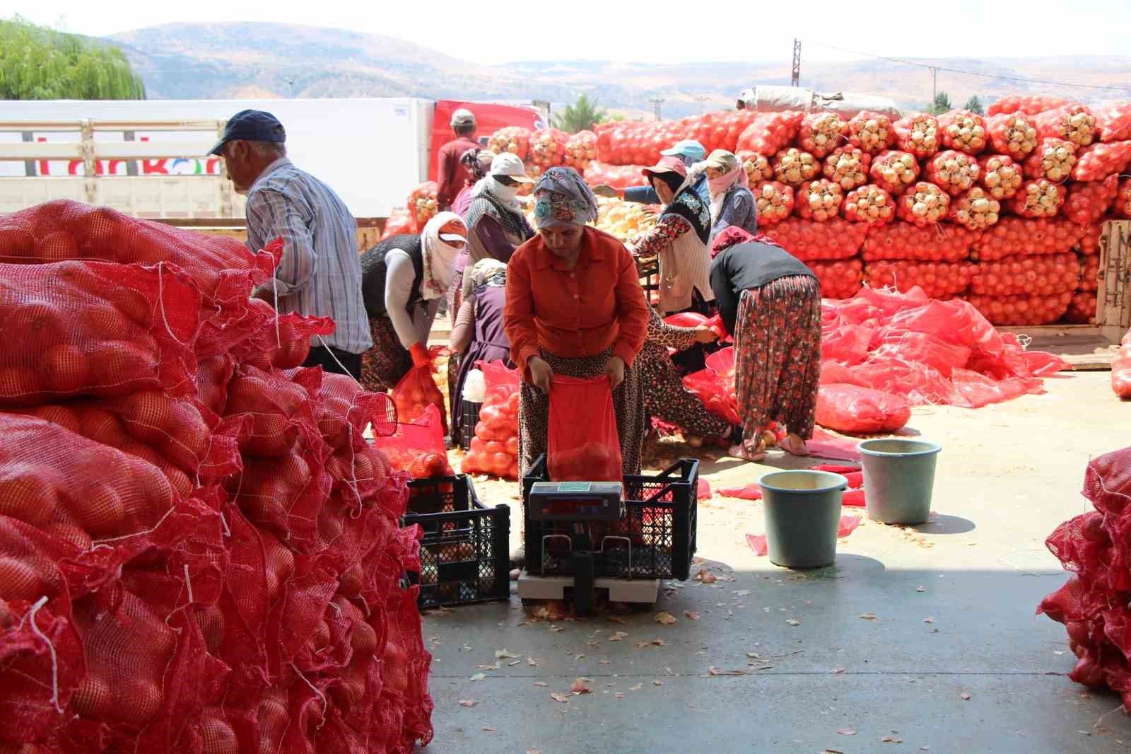 Amasya soğanı Avrupa’ya satılıyor 