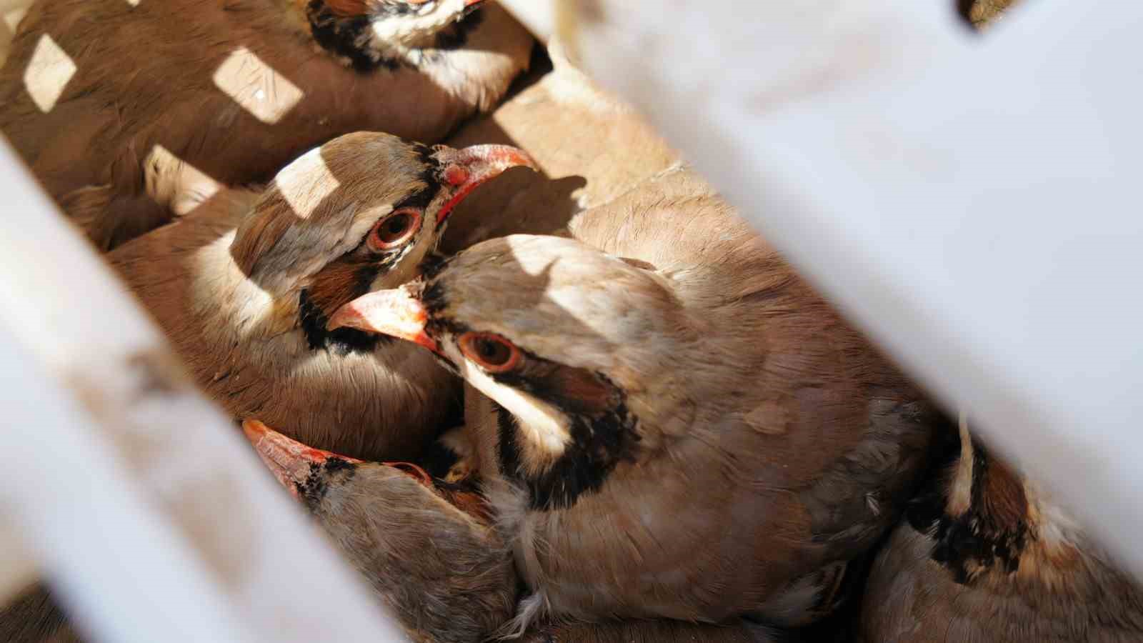 Kenelere karşı mücadele sürüyor: 1 milyona yakın keklik doğaya salındı 