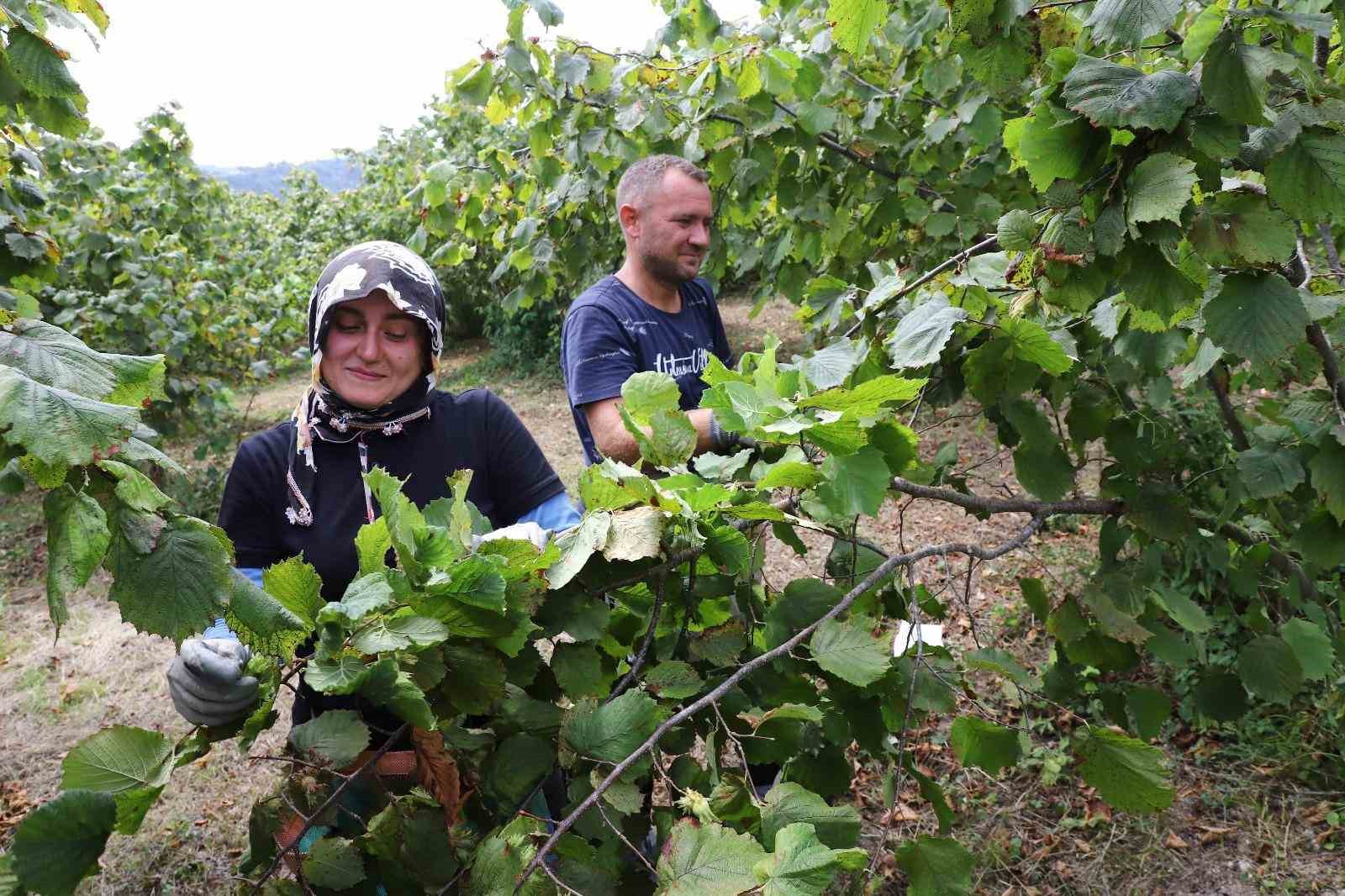 Ordu’da ’Fındık Dalda Aklın İşçide Kalmasın’ Projesi, üreticileri memnun ediyor 