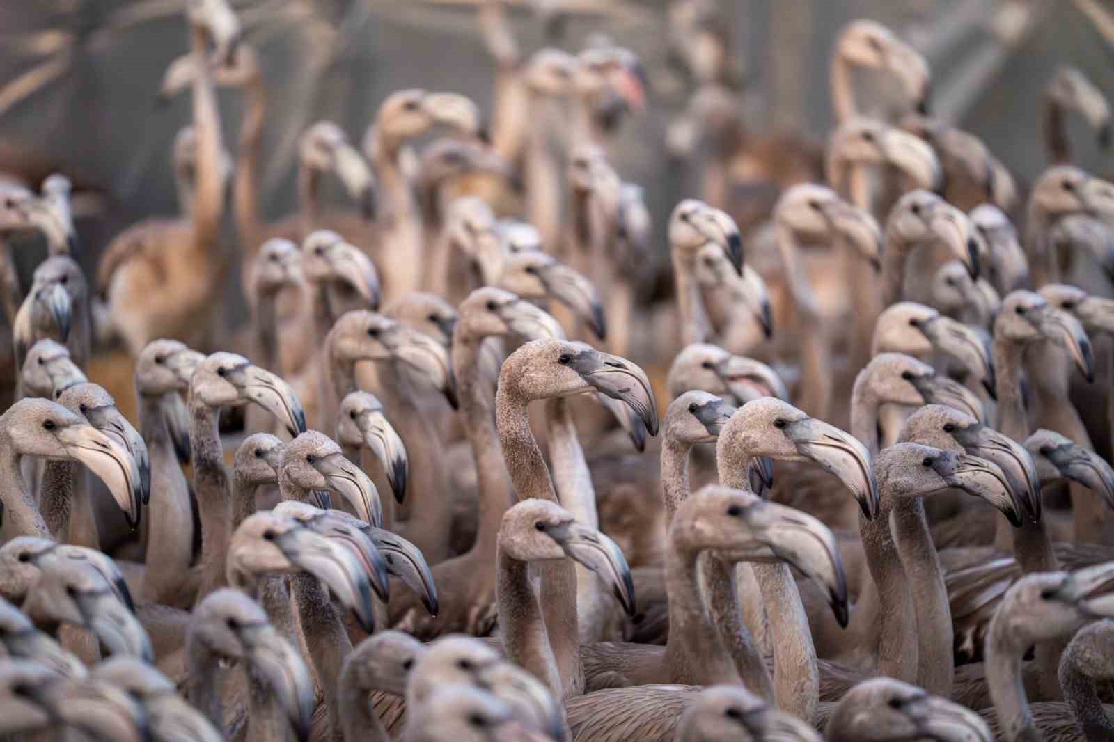Flamingolar Gediz Deltasına hayat veriyor 