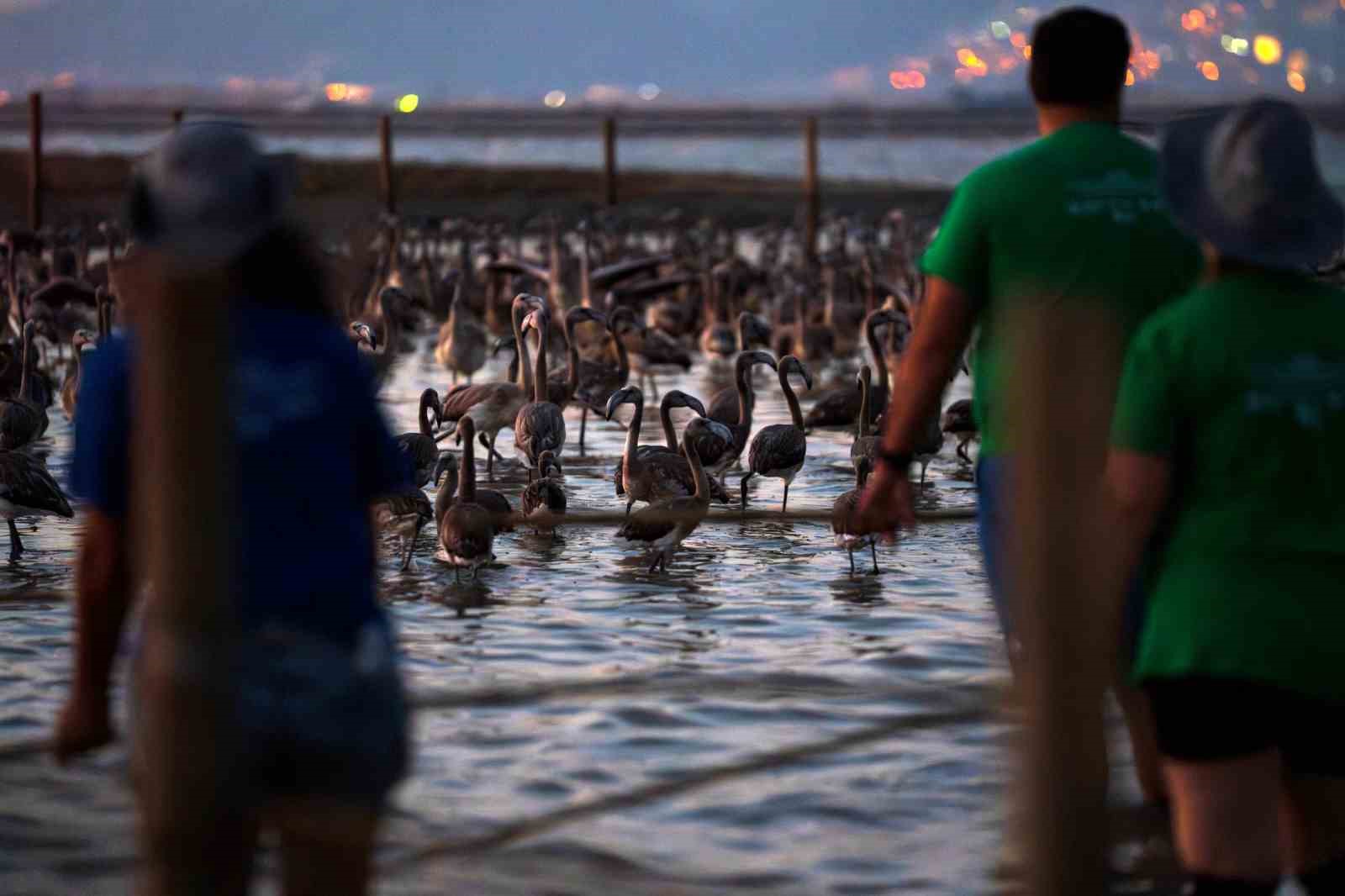 Flamingolar Gediz Deltasına hayat veriyor 