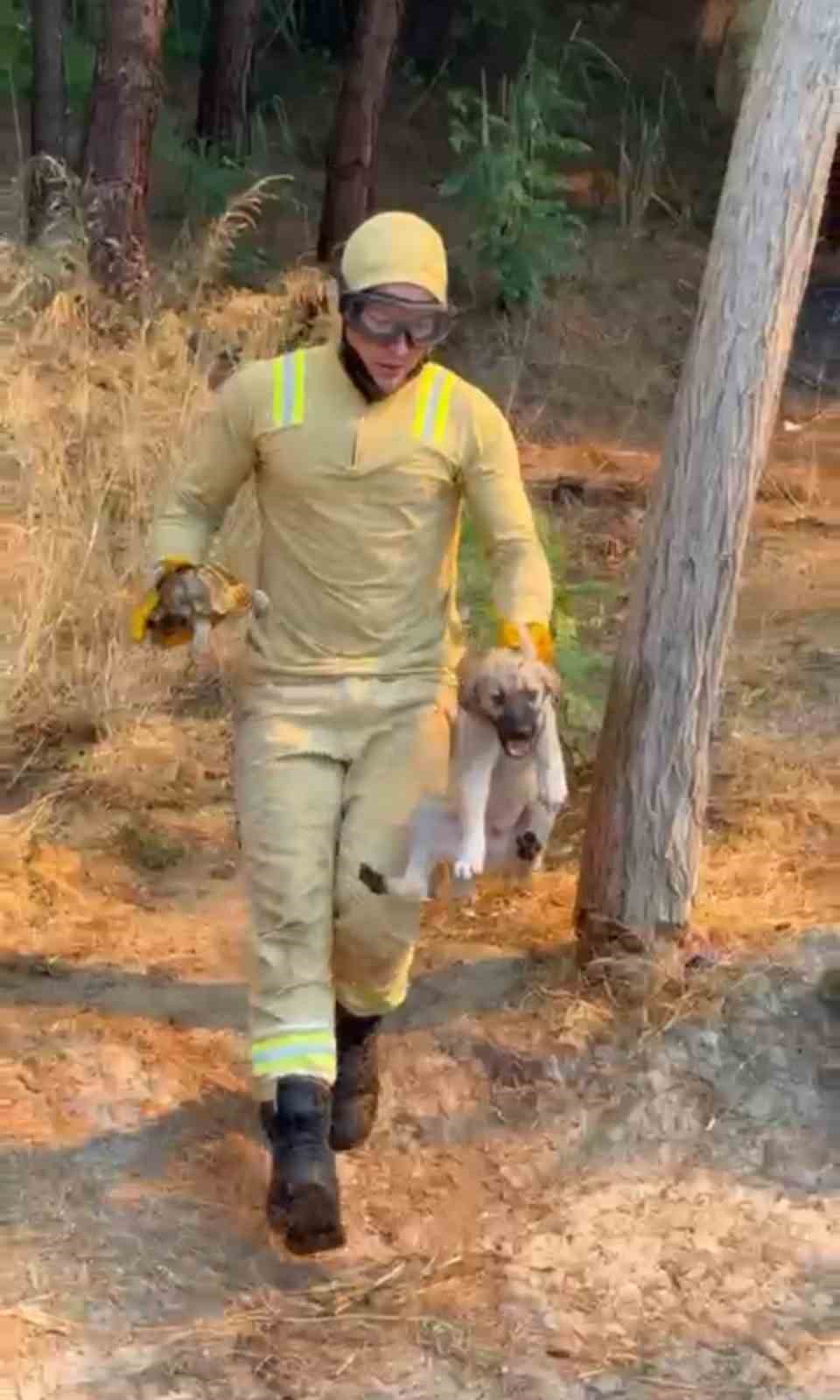 Orman ekipleri Çanakkale’de devam eden yangında kaplumbağa ve köpek yavrusunu kurtardı 
