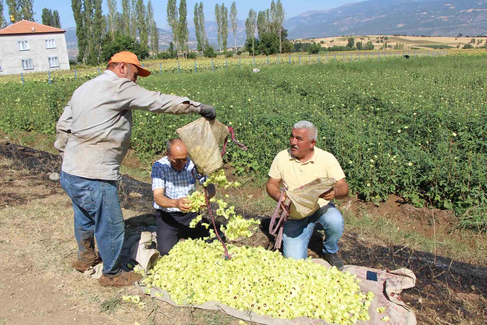 Amasya’nın tescilli bamyasına Afrika’dan rakip çıktı 