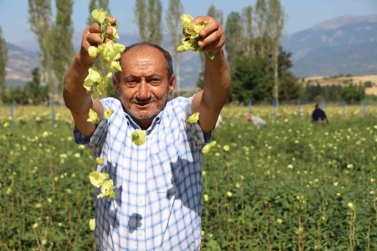 Amasya’nın tescilli bamyasına Afrika’dan rakip çıktı 