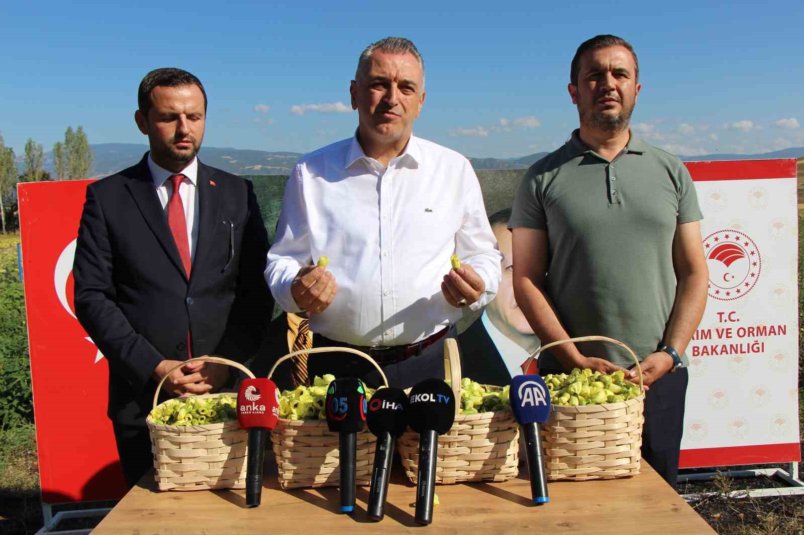 Amasya’nın tescilli bamyasına Afrika’dan rakip çıktı 