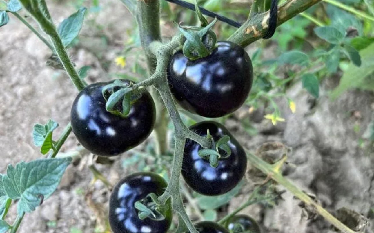 Yüksekova’da siyah domates 2 senedir aynı çiftçi tarafından yetiştiriliyor 