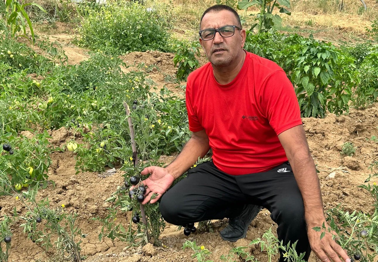 Yüksekova’da siyah domates 2 senedir aynı çiftçi tarafından yetiştiriliyor 