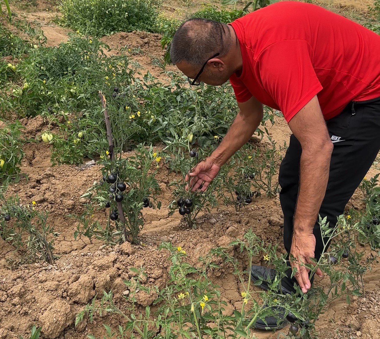 Yüksekova’da siyah domates 2 senedir aynı çiftçi tarafından yetiştiriliyor 
