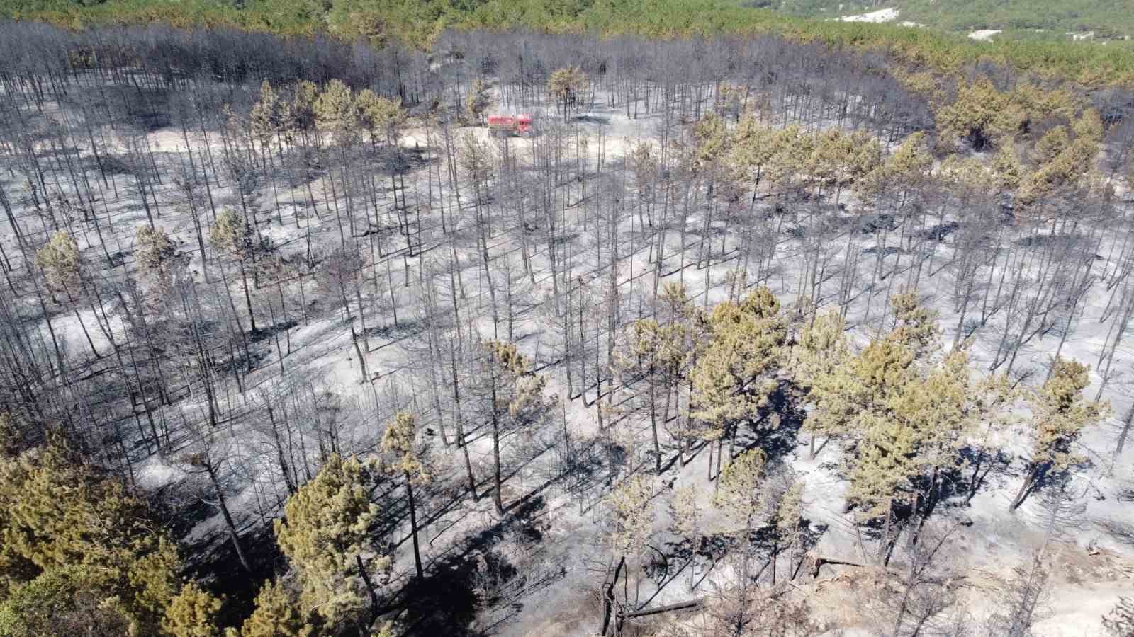Bolu’daki orman yangınıyla ilgili 1 kişi tutuklandı 