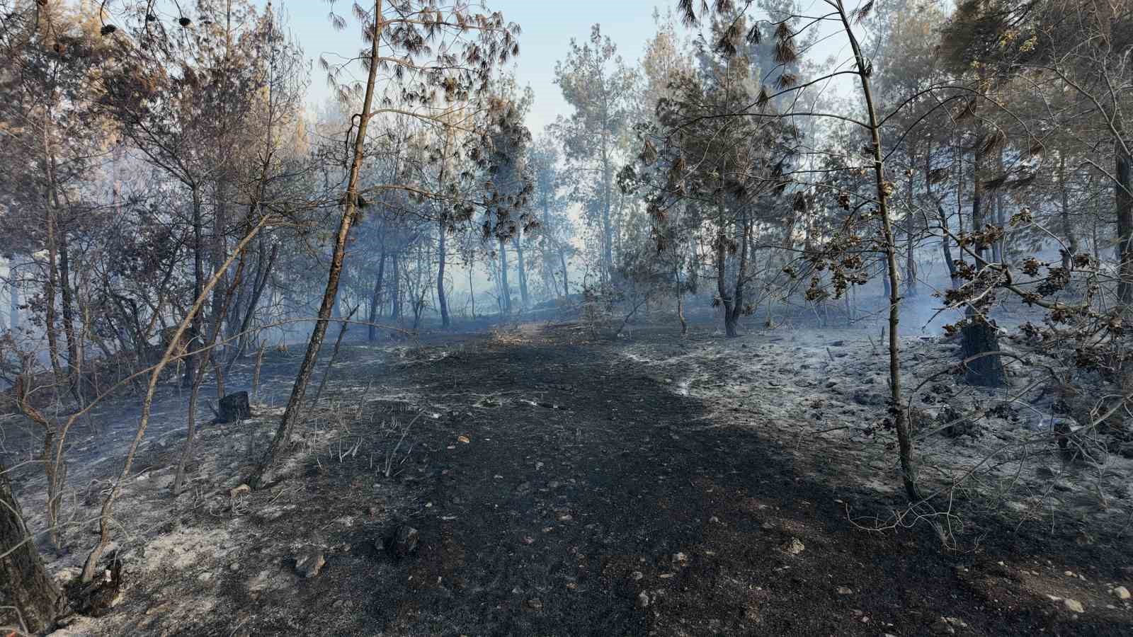 Manisa’daki yangında 5 hektarlık kızılçam ormanı zarar gördü 