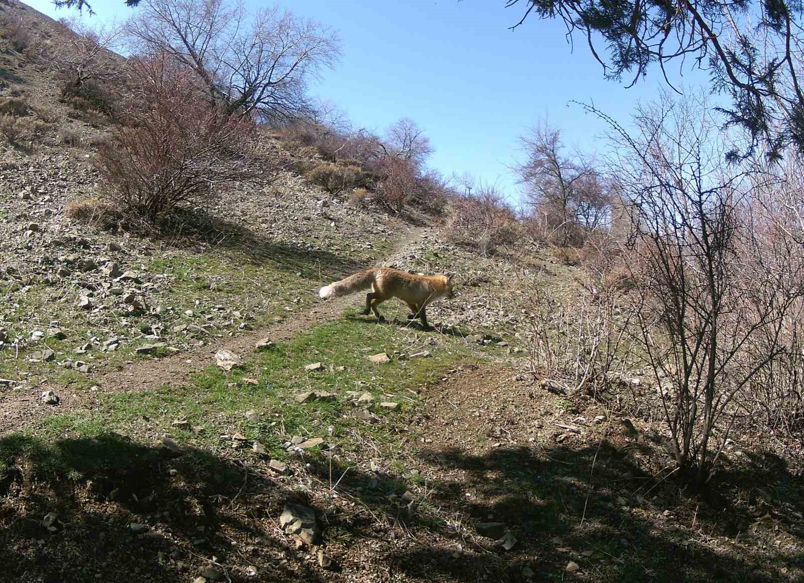 Erzincan’da yaban hayatı fotokapanla görüntüleniyor 