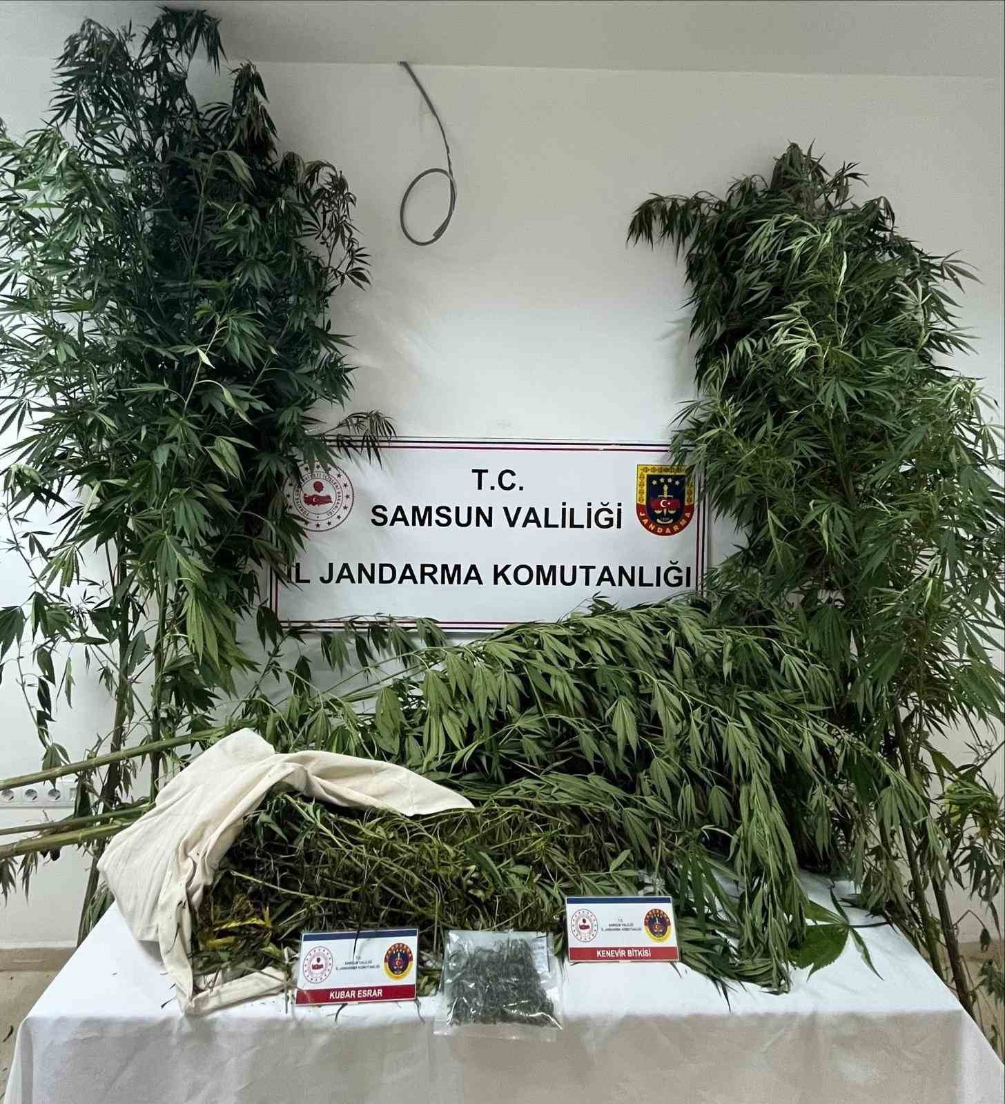 Samsun’da jandarma kenevir ve kubar esrar ele geçirdi 
