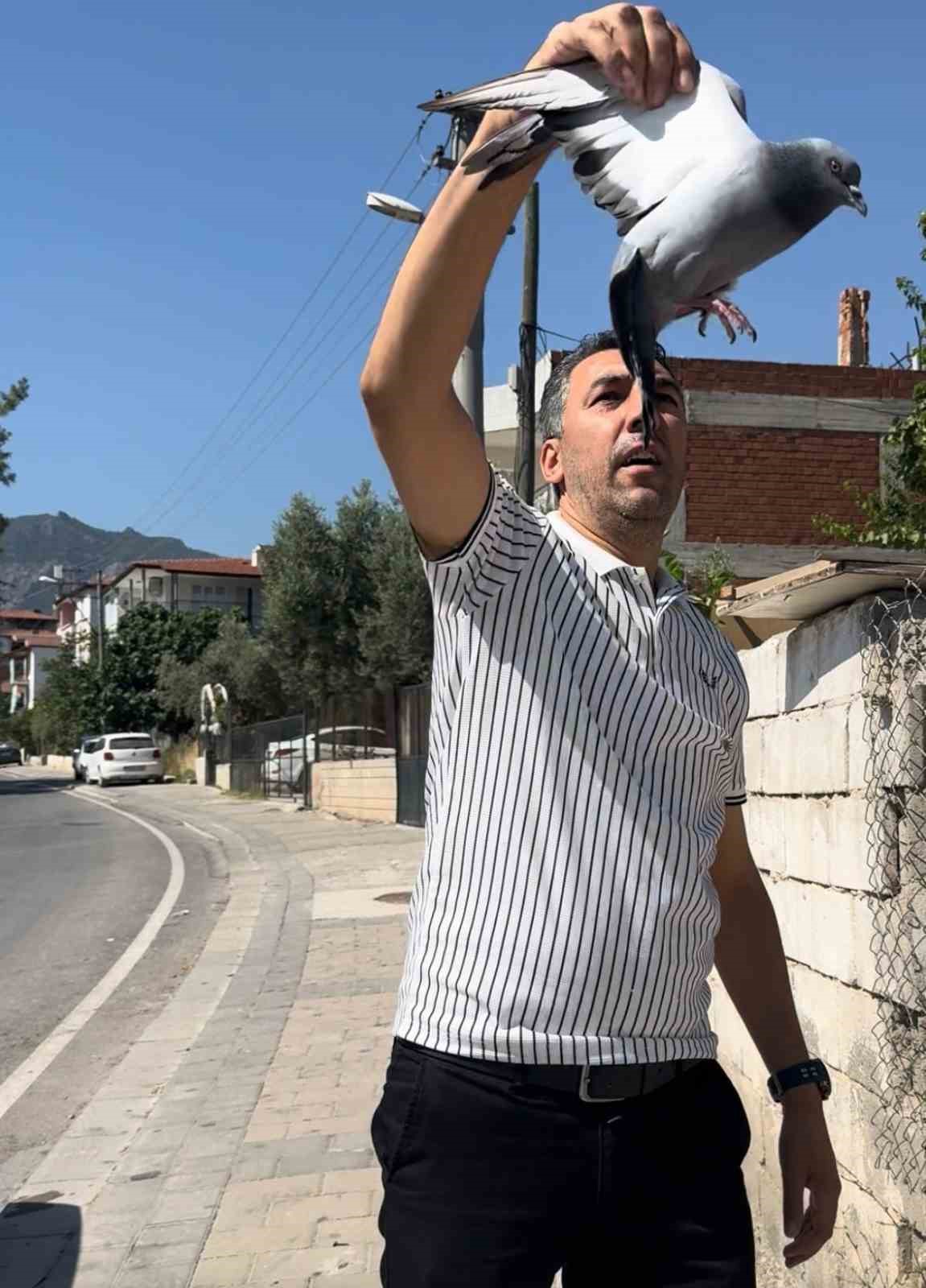 Tellere takılan güvercin imdadına muhtar yetişti 