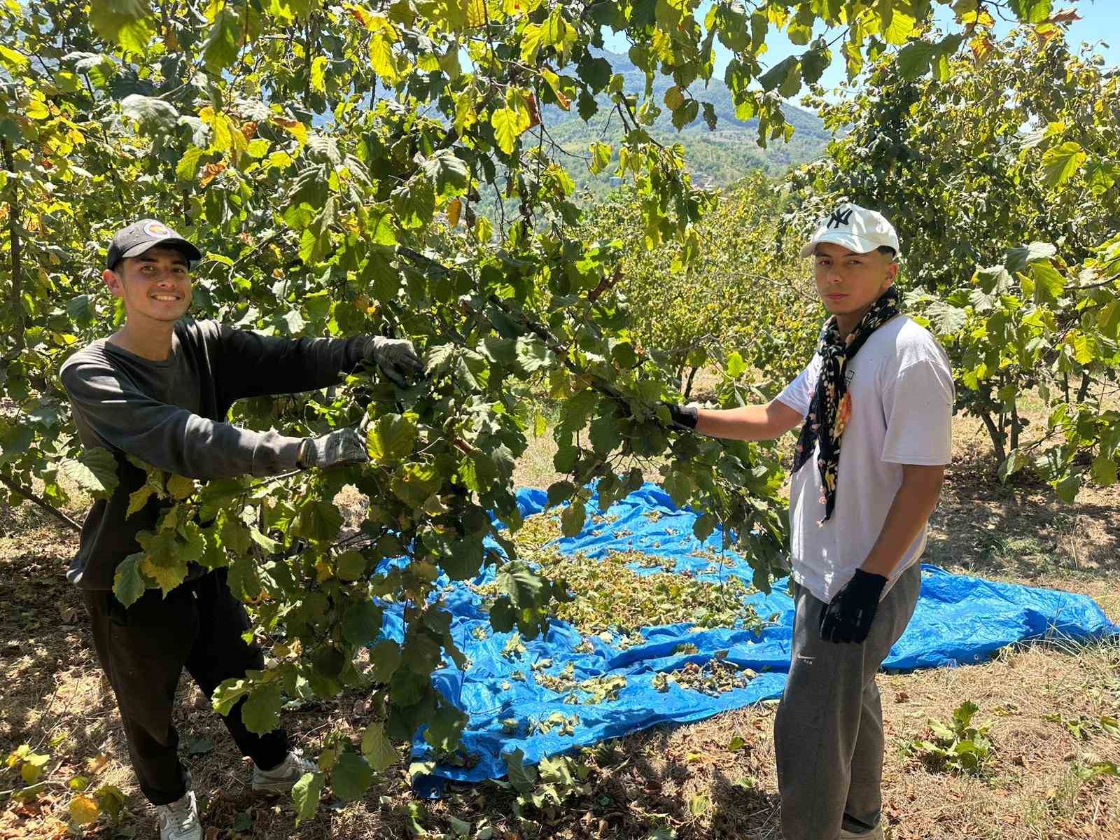 Fındık hasadı başladı, tırpan ücretleri rekor kırdı 