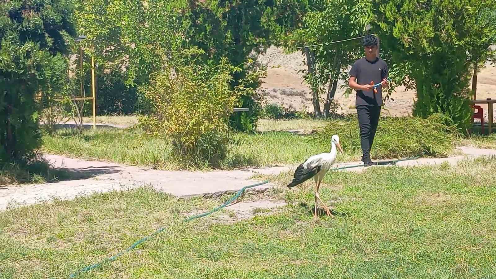 Elazığ’da kanadı kırık leylek koruma altına alındı 