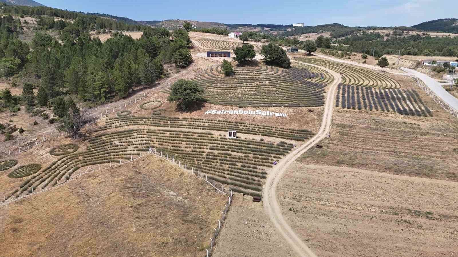 Karabük’te ‘Lavanta Kokulu Safran Bahçesi’nden 5 ton lavanta hasat edildi 