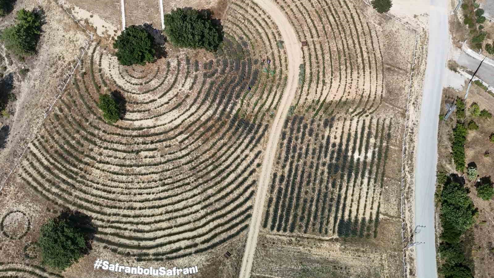 Karabük’te ‘Lavanta Kokulu Safran Bahçesi’nden 5 ton lavanta hasat edildi 