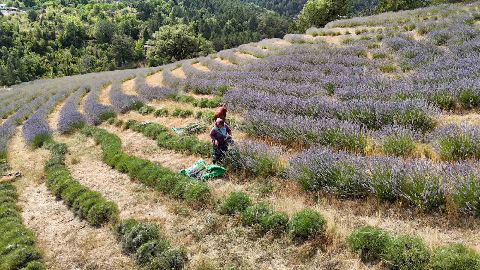 Karabük’te ‘Lavanta Kokulu Safran Bahçesi’nden 5 ton lavanta hasat edildi 