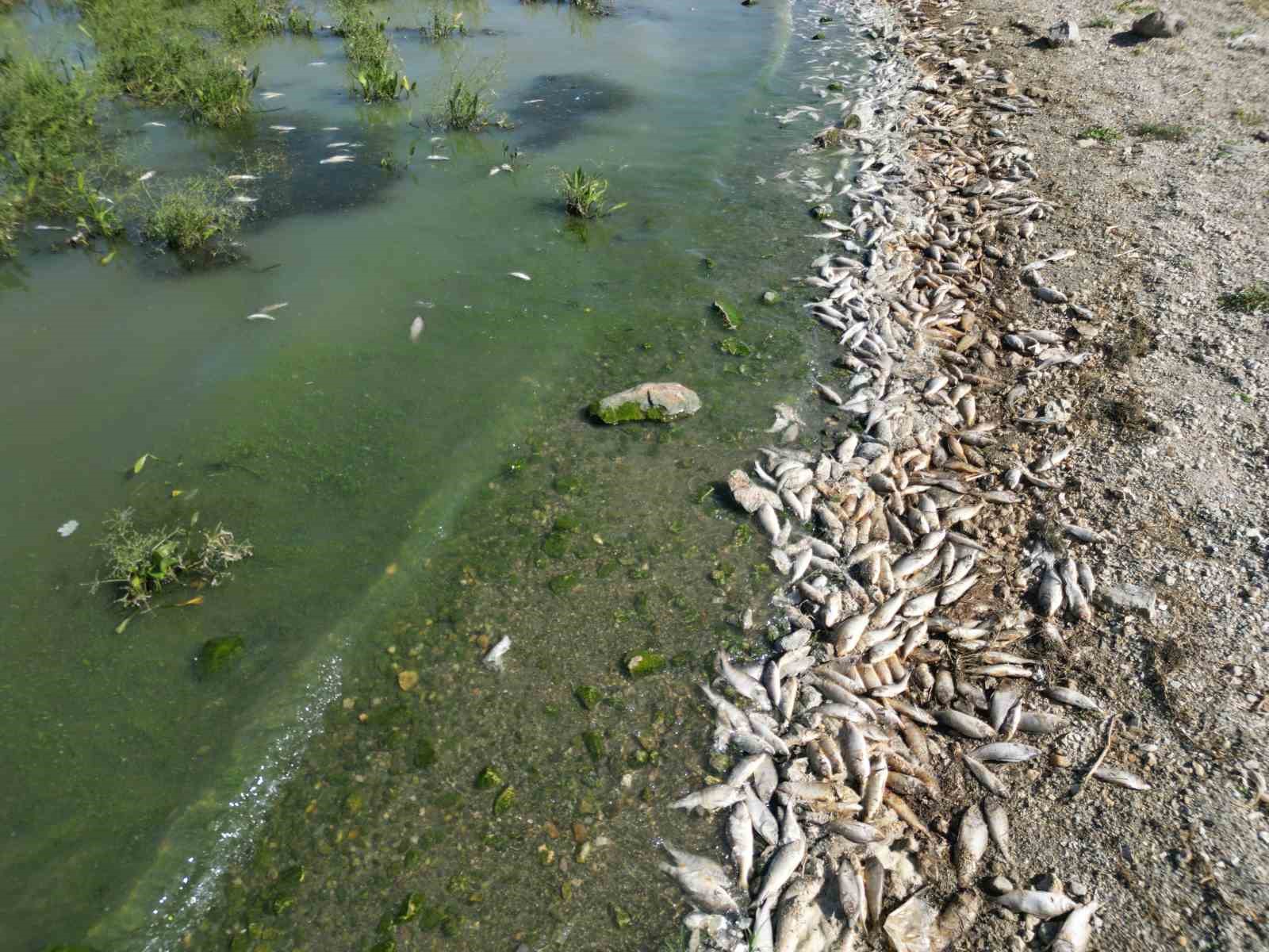 Seyitler Barajı’nda yüzlerce ölü balık görüntülendi 